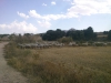 Herder met zijn schapen en geiten